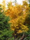 Autumn Photo